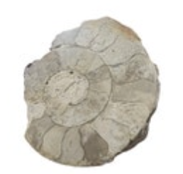 Cut and Polished Somerset Limestone Ammonite Lower Jurassic Period 3”