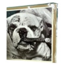Santoro Graphics Humor Bulldog Dog Greeting Card Square New “The Boss”