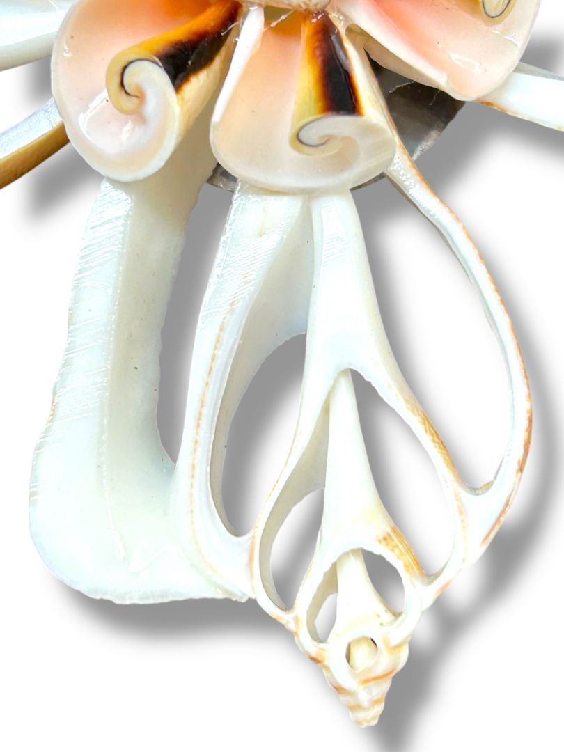 Seashell Snowflake Ornament 5.25" Diameter Shell Hanging