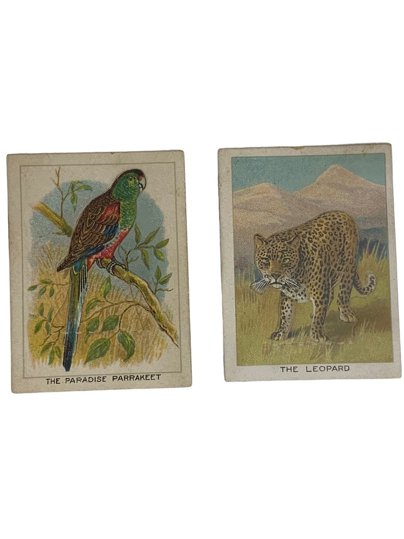 Cigarette Trading Cards Lot of 13 Birds Beasts & Fishes Imperial Tobacco Co Canada