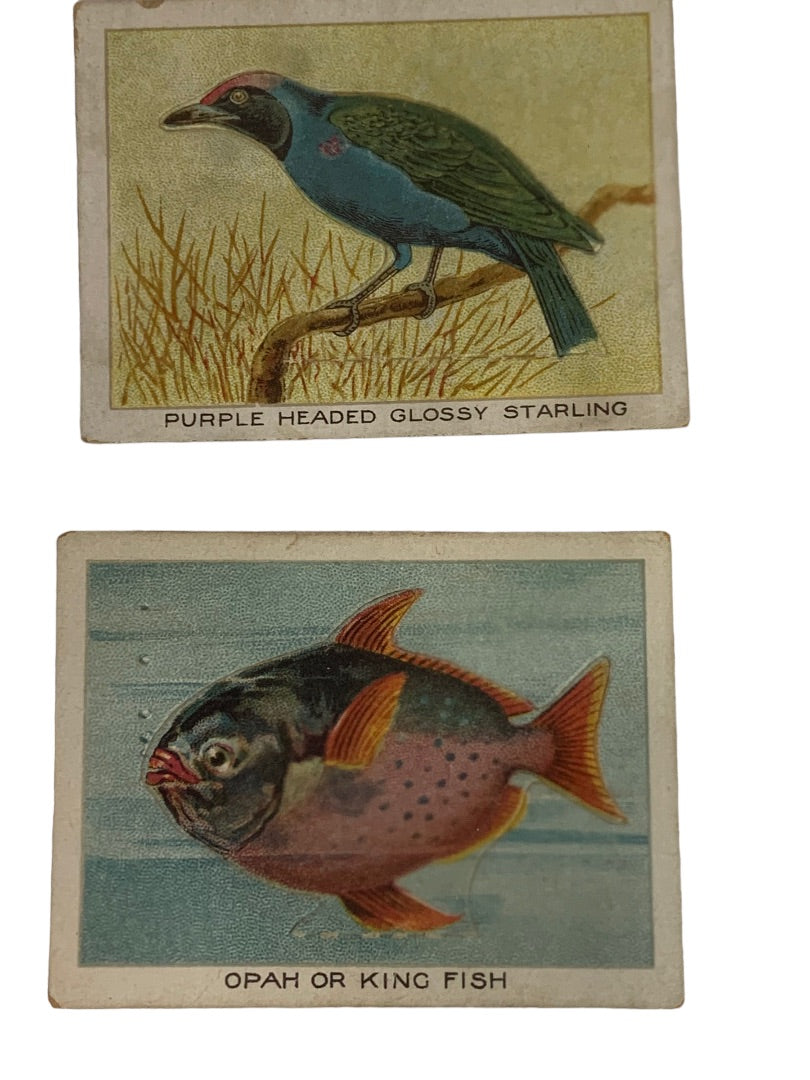 Cigarette Trading Cards Lot of 13 Birds Beasts & Fishes Imperial Tobacco Co Canada