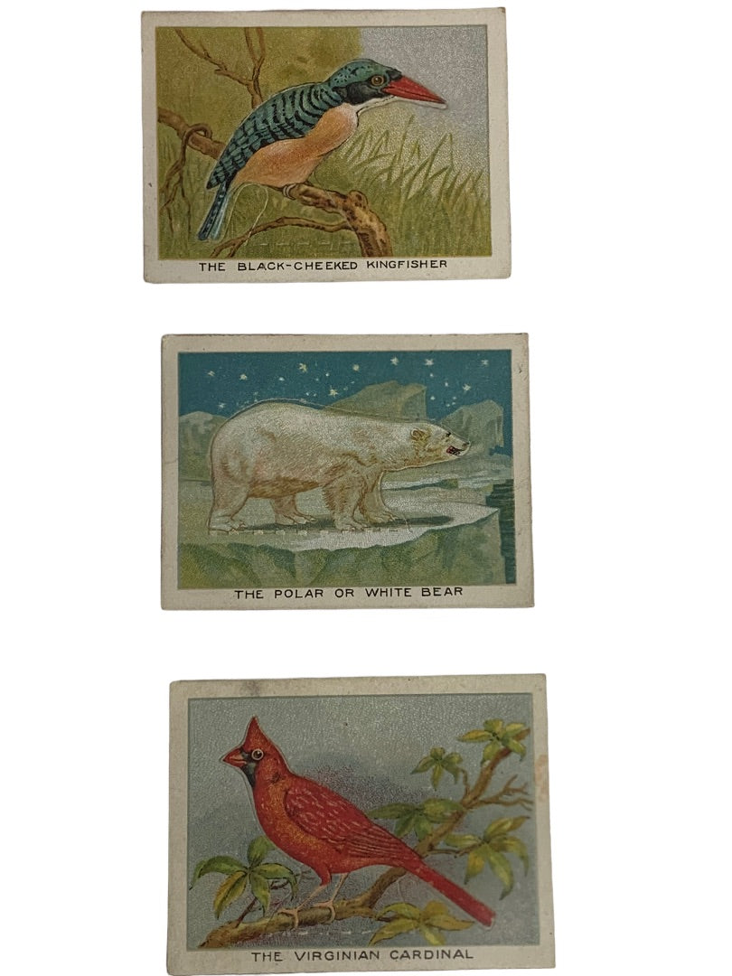 Cigarette Trading Cards Lot of 13 Birds Beasts & Fishes Imperial Tobacco Co Canada