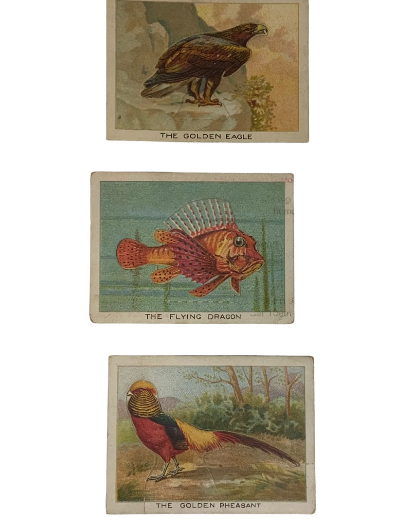 Cigarette Trading Cards Lot of 13 Birds Beasts & Fishes Imperial Tobacco Co Canada