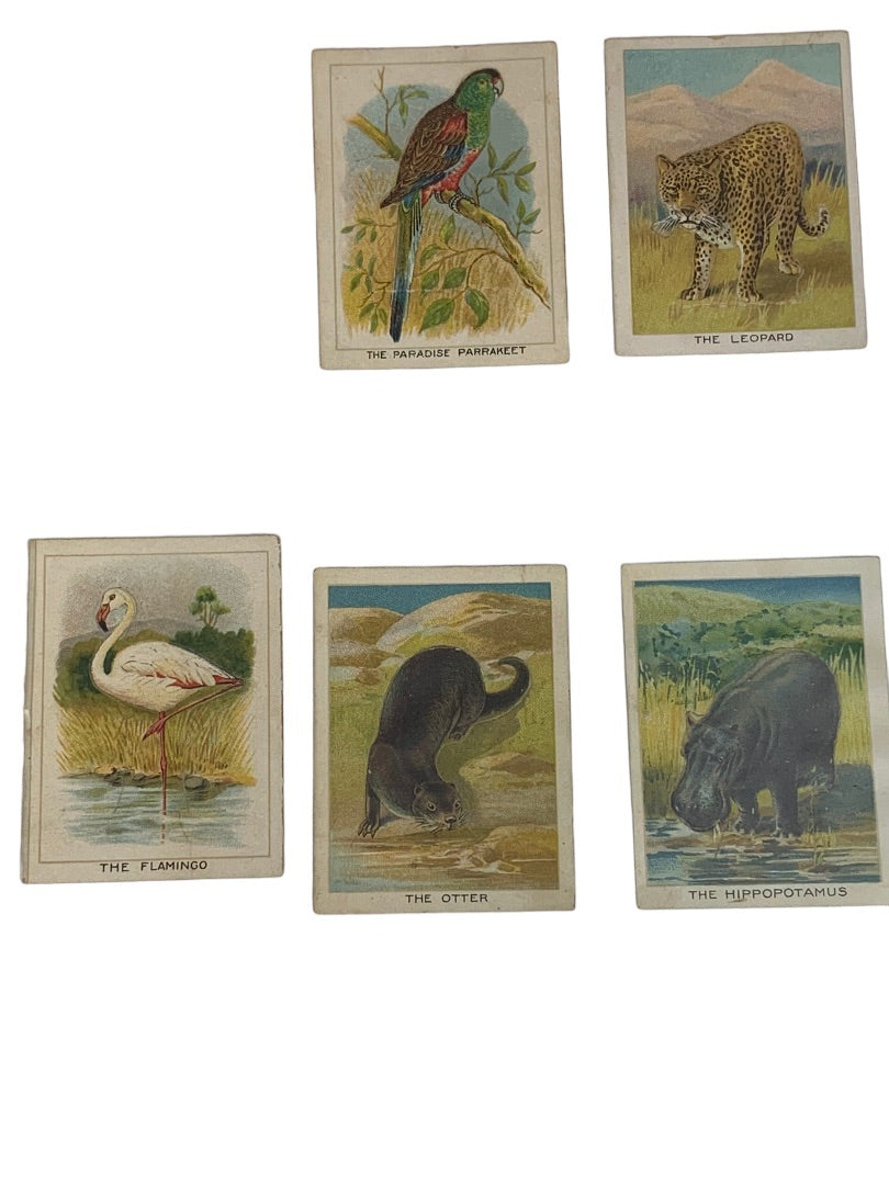 Cigarette Trading Cards Lot of 13 Birds Beasts & Fishes Imperial Tobacco Co Canada