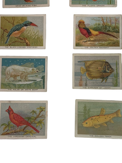 Cigarette Trading Cards Lot of 13 Birds Beasts & Fishes Imperial Tobacco Co Canada