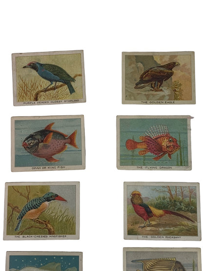 Cigarette Trading Cards Lot of 13 Birds Beasts & Fishes Imperial Tobacco Co Canada