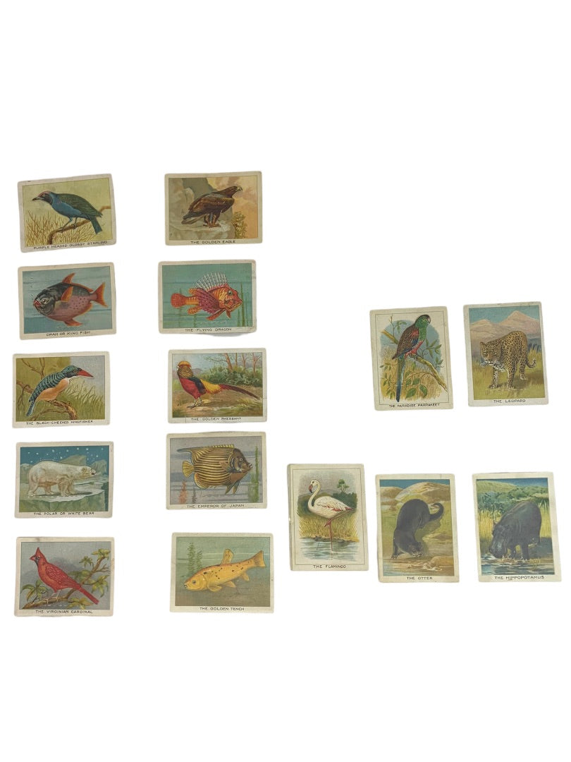 Cigarette Trading Cards Lot of 13 Birds Beasts & Fishes Imperial Tobacco Co Canada