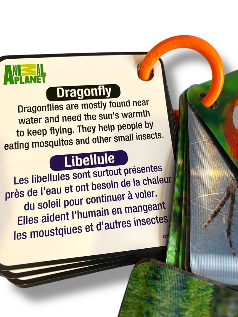 Set of 3 Holograph Flip Cards on Ring Ocean Animals Insects Learning