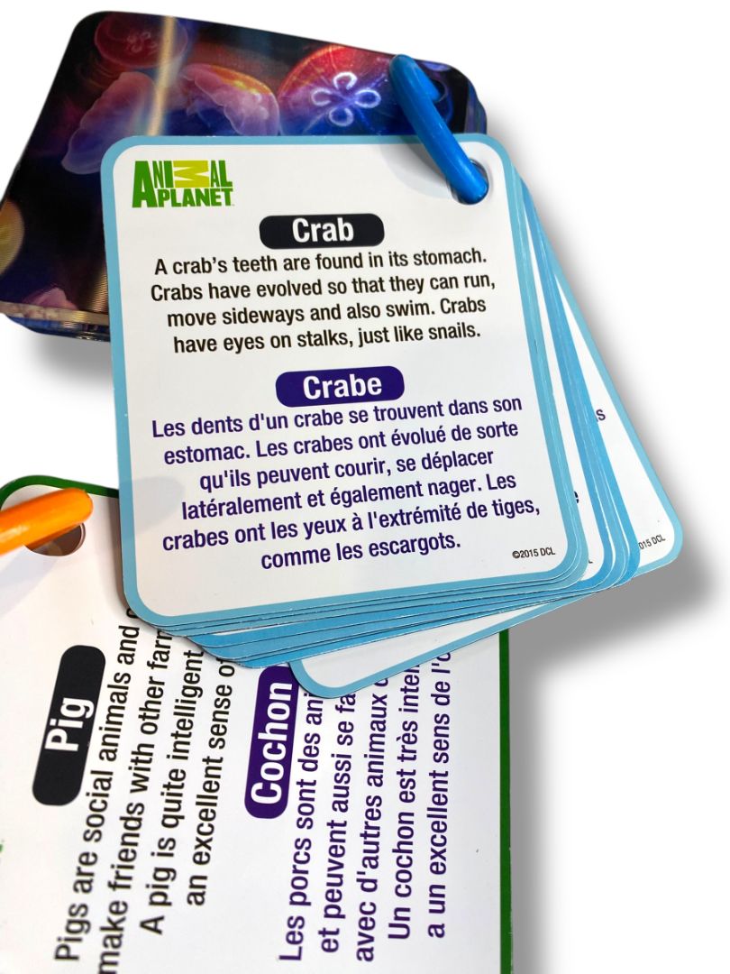 Set of 3 Holograph Flip Cards on Ring Ocean Animals Insects Learning