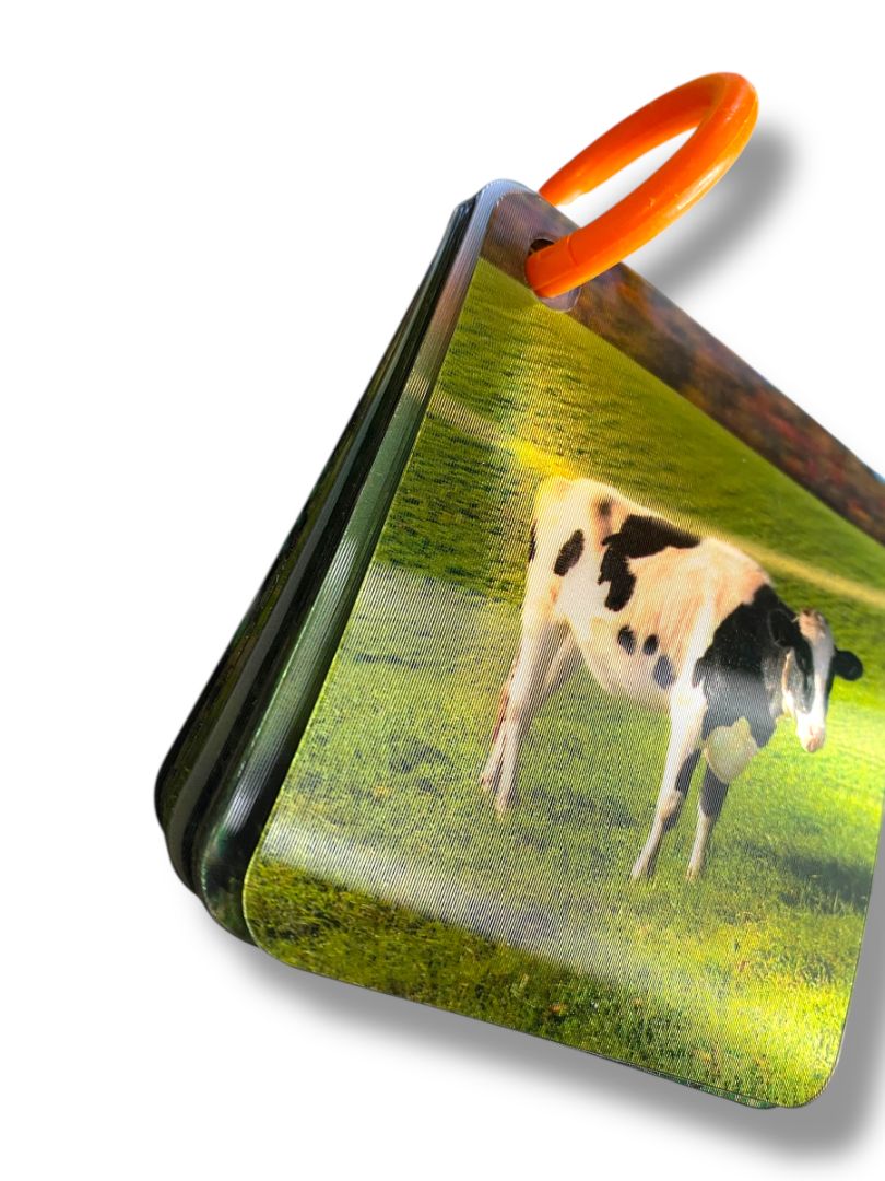 Set of 3 Holograph Flip Cards on Ring Ocean Animals Insects Learning