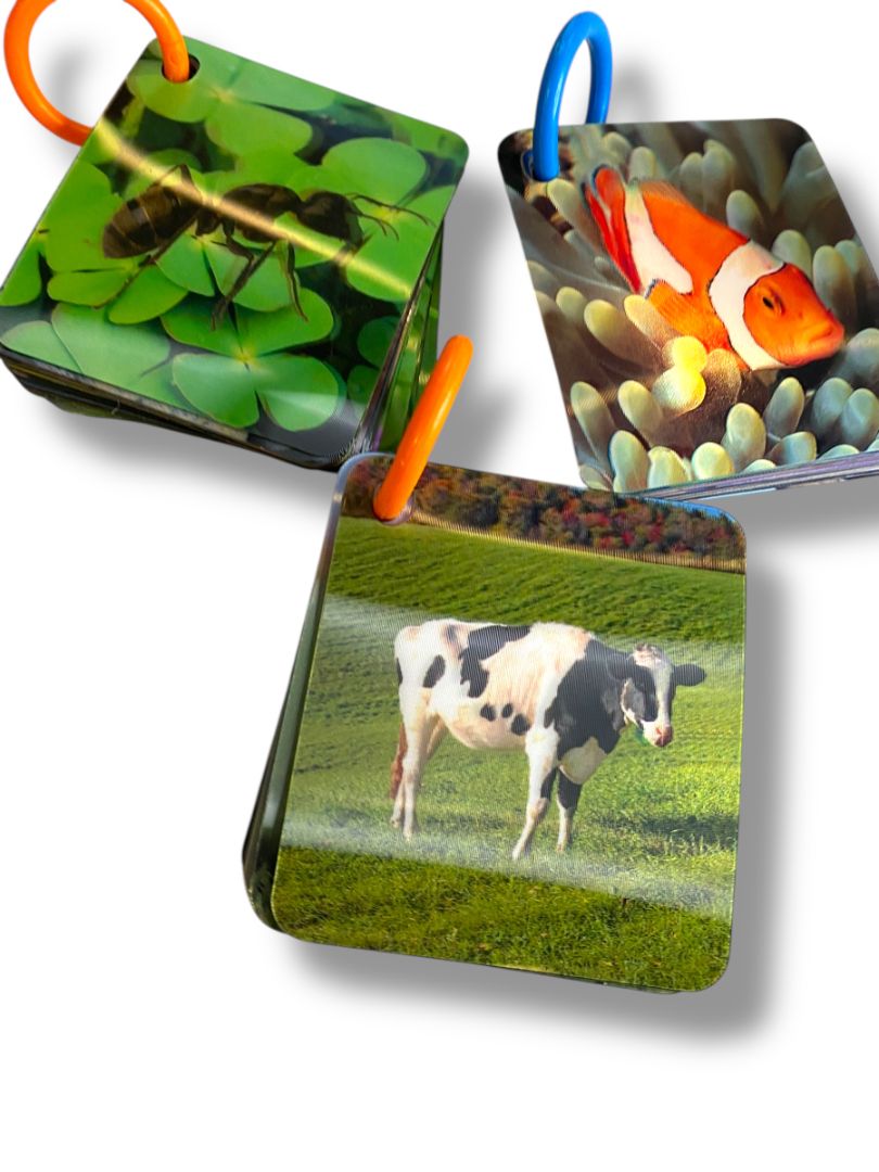 Set of 3 Holograph Flip Cards on Ring Ocean Animals Insects Learning