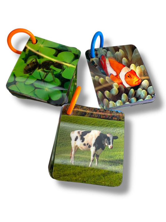 Set of 3 Holograph Flip Cards on Ring Ocean Animals Insects Learning