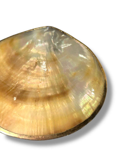 Vintage Shell Mother of Pearl Belt Buckle Goldtone Trim 2.75"