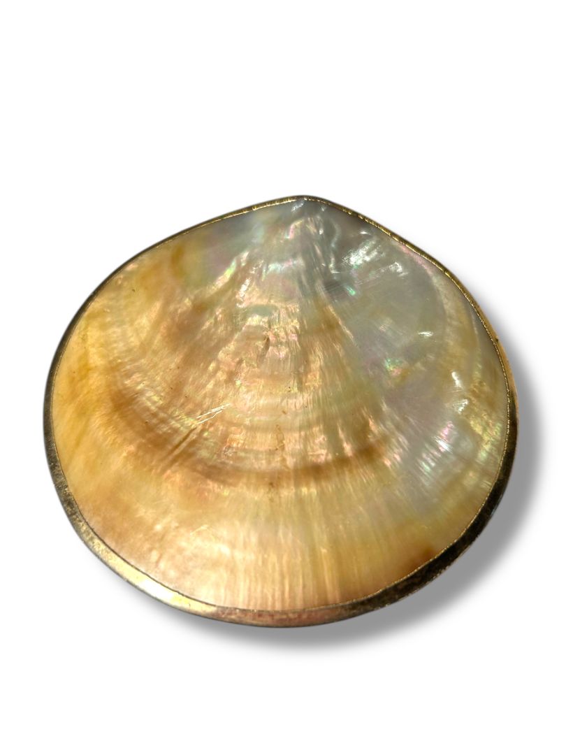 Vintage Shell Mother of Pearl Belt Buckle Goldtone Trim 2.75"