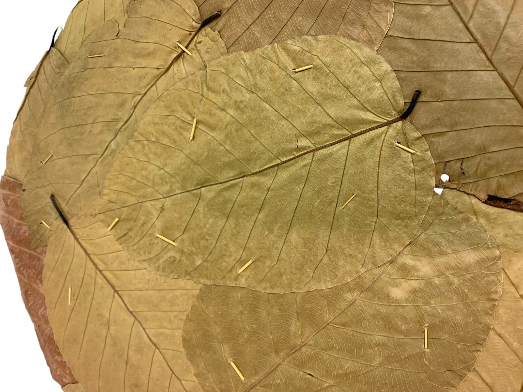 Set of 10 Leafline Platters or Placemats Disposable Natural Leaf Dinnerware