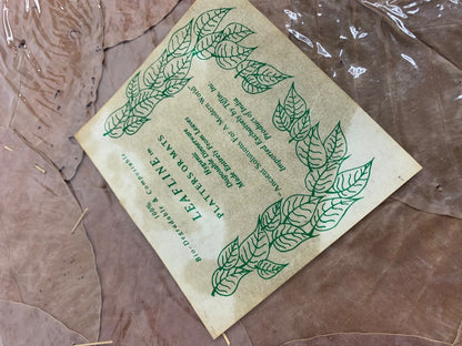 Set of 10 Leafline Platters or Placemats Disposable Natural Leaf Dinnerware