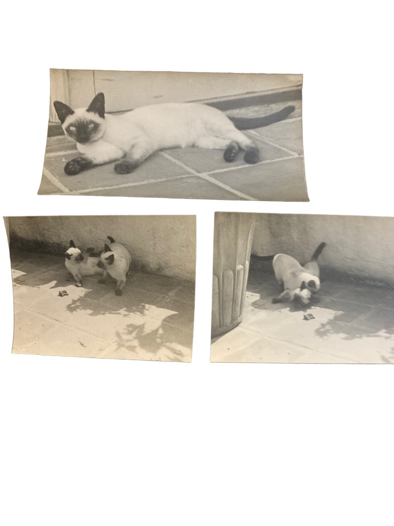 Set of 3 Vintage Cat Prints Matte Stock Siamese Cats Play Ephemera