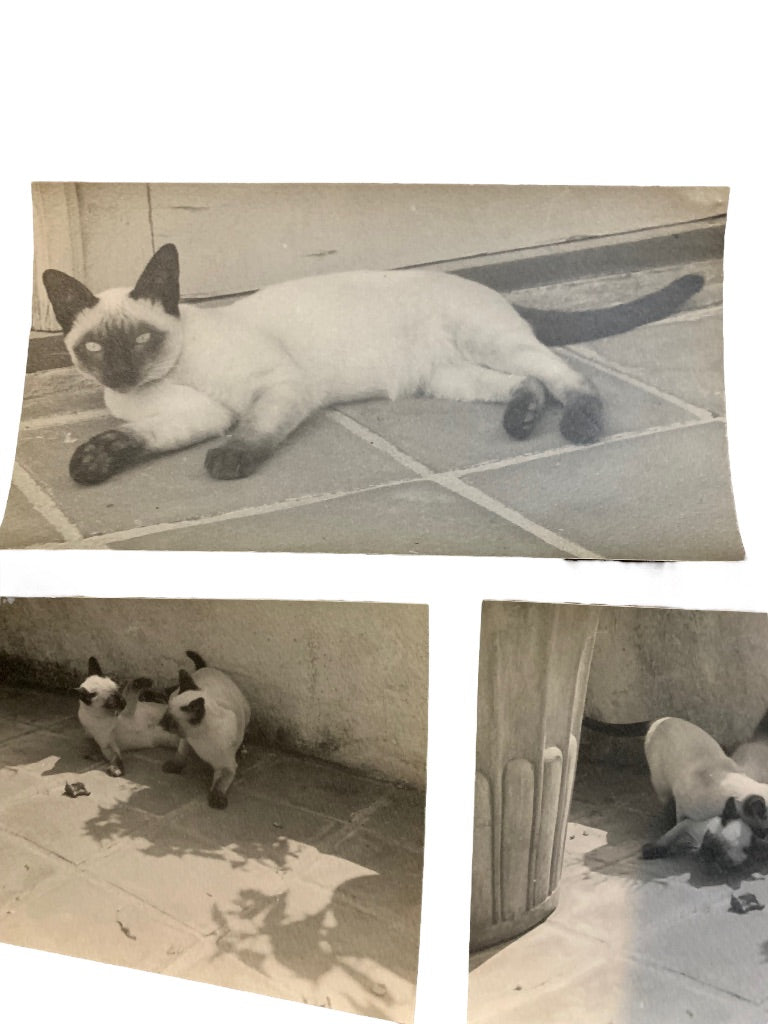 Set of 3 Vintage Cat Prints Matte Stock Siamese Cats Play Ephemera